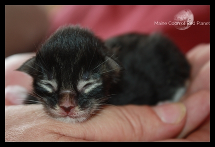 black tabby white